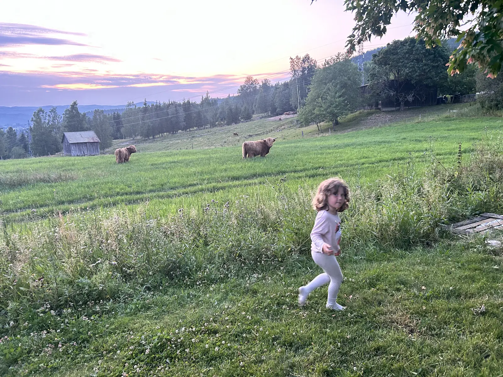 Et barn går gjennom høyt sommergress på en beitemark der to langhårede kyr beiter i skumringen.