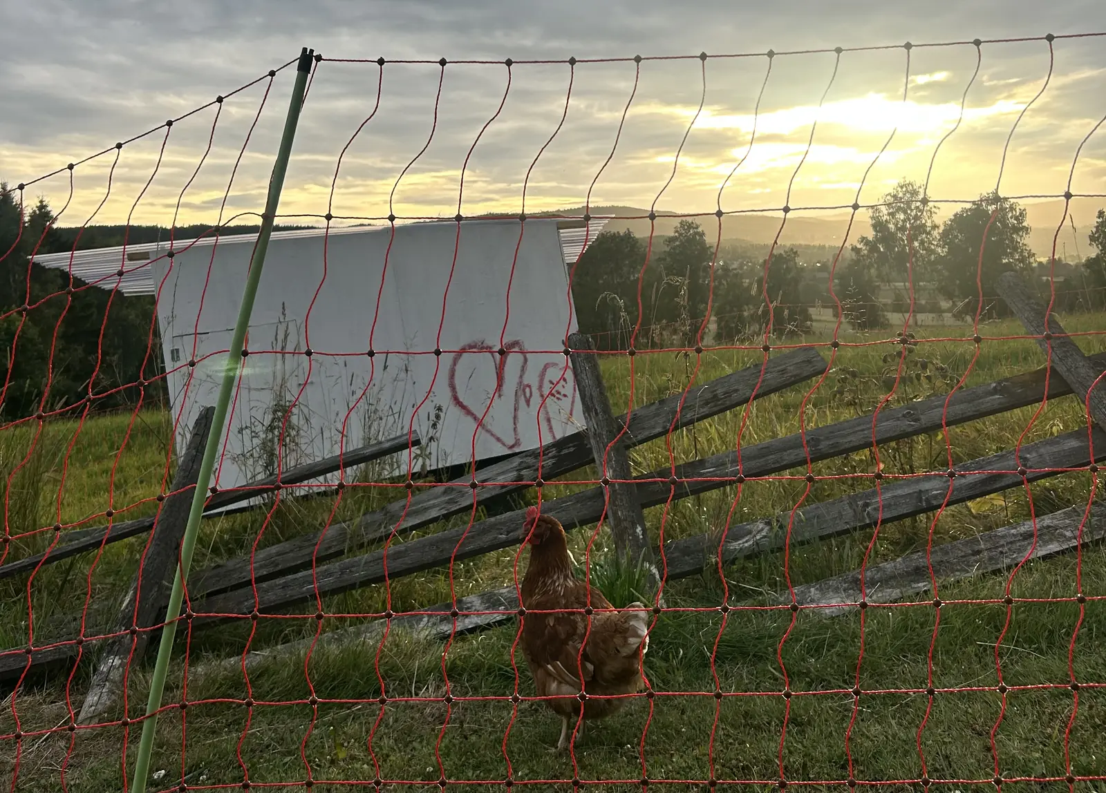 En enkelt høne står ved et tregjerde i en eng i mykt, tåkete morgenlys.