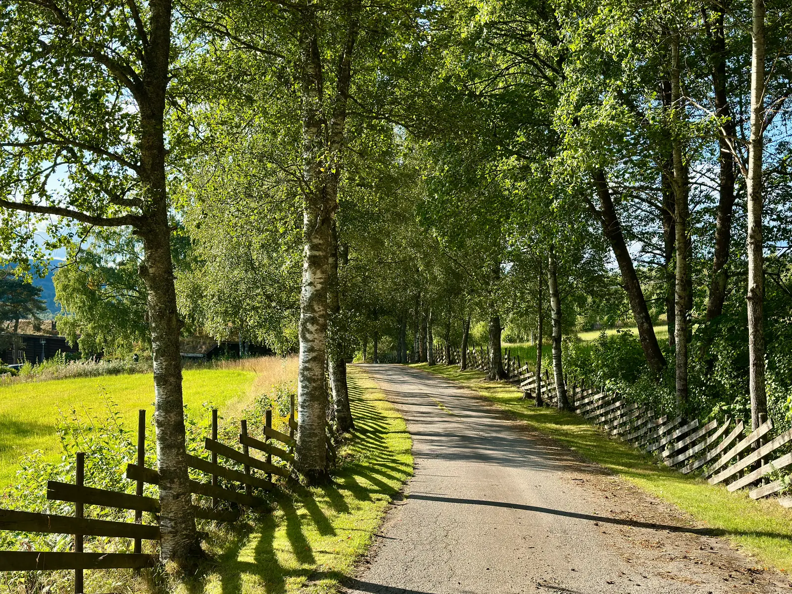 En grusvei mellom høye bjørker og et tregjerde, med lav kveldssol over en grønn eng.