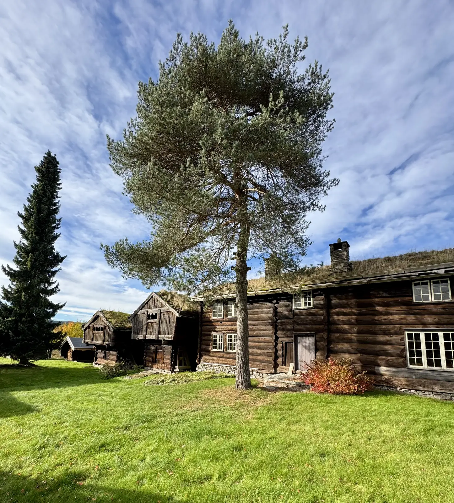 A dark timber farmhouse with a turf roof beside a tall pine tree under a blue summer sky.